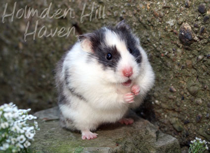 Wisconsin Treasure- Black Tortoiseshell and White (Dominant Spot) Longhaired